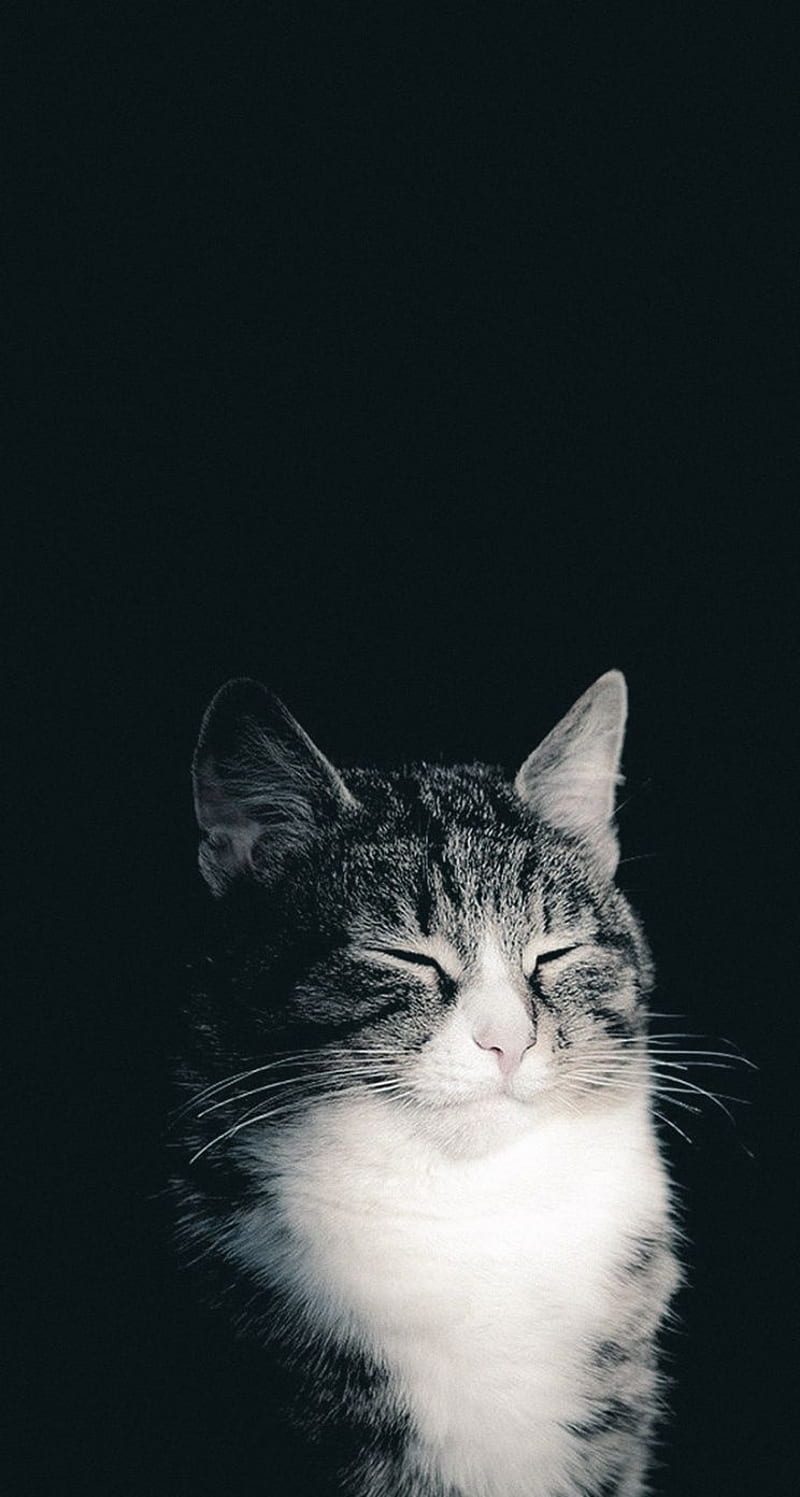 cat black background, cats, gatito, cat, cats, kitties, kitty, HD phone wallpaper