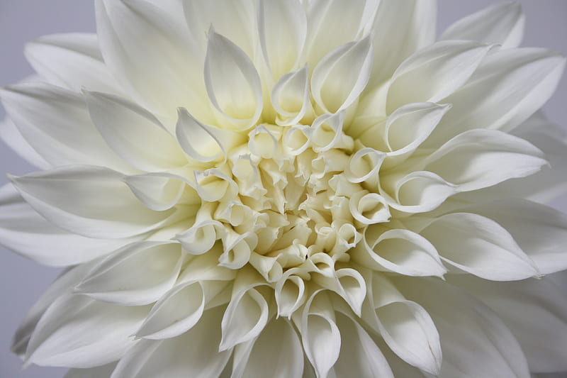 white flower in macro lens, HD wallpaper