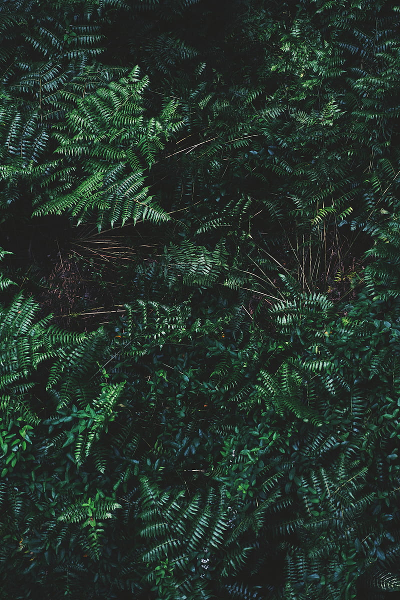 ferns, leaves, plant, bushes, HD phone wallpaper