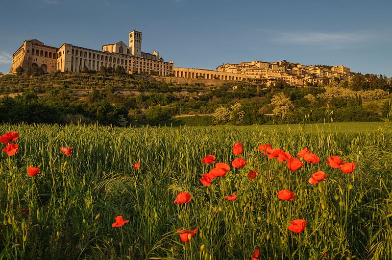 Italy, Hill, Poppy, Town, , Assisi, Umbria, Towns, HD wallpaper