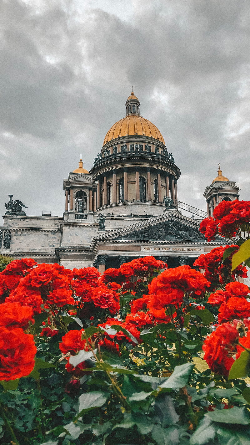 Saint Petersburg City, Saint Petersburg, flowers, HD phone wallpaper