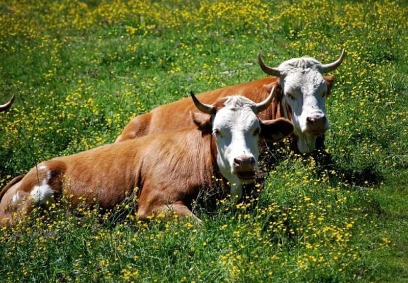Basking in the Sunshine, resting, Cows, horns, meadow, HD wallpaper
