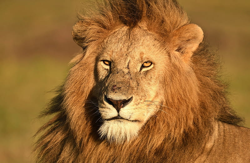 Lion Masai Mara Kenya, HD wallpaper