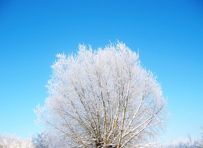 Frosted willow winter, winter frosted, frosted winter, willow winter ...