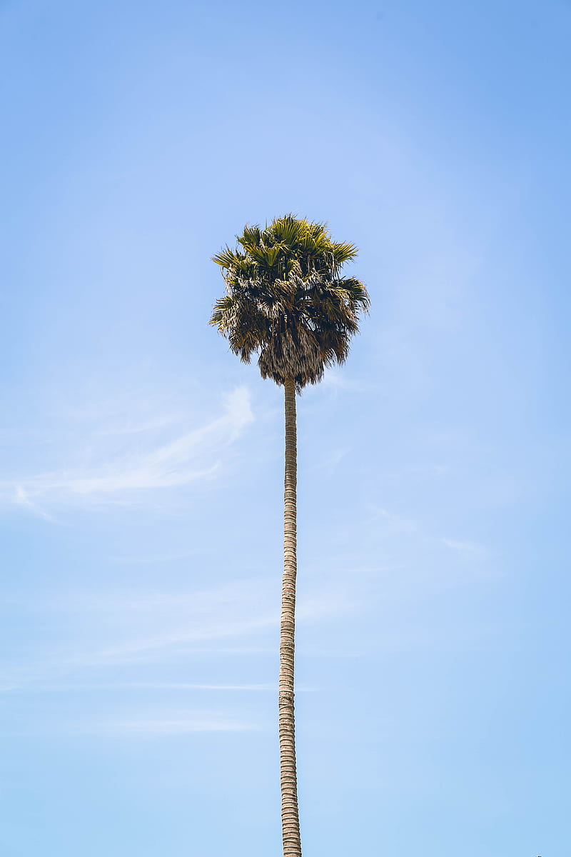 palm, tree, sky, leaves, HD phone wallpaper