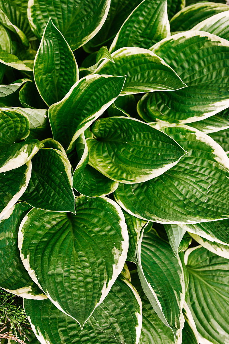 Green and White Leaves Plant, HD phone wallpaper
