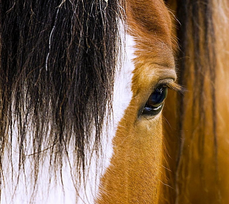 Look Closer, animal, eye, horse, HD wallpaper