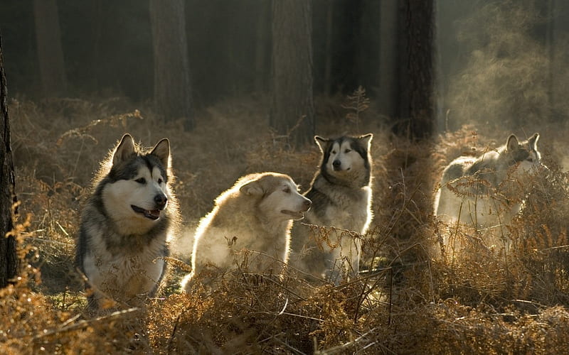 BEAUTIFUL WOLFS, forest, powerful, cool, young, wild, dog, animal, HD wallpaper