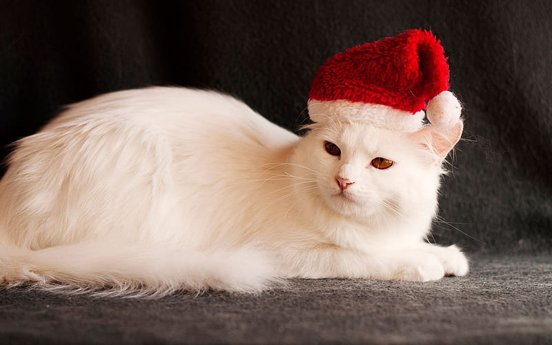 Turkish Angora, white Angora cat, Santa Claus hat, Christmas, white fluffy cat, cute animals, pets, cats, HD wallpaper