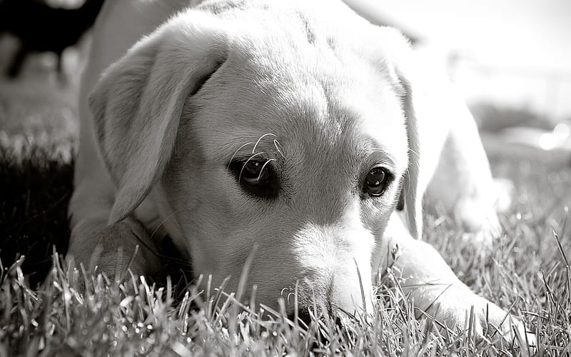 DO YOU PLAY WITH ME?, cute, graphy, retriever, bw, playful, animals, puppy, dog, HD wallpaper