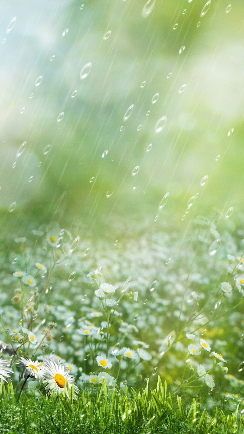 969083 nature water rain plants worms eye view  Rare Gallery HD  Wallpapers