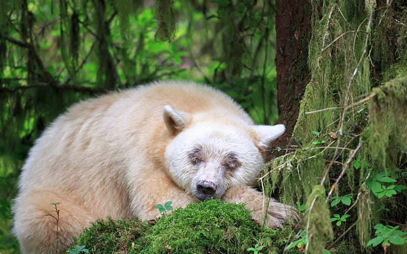 Kermode Bear, spirit bear, sleeping bear, Wildlife, Forest, British Columbia, Canada, Ursus americanus kermodei, HD wallpaper
