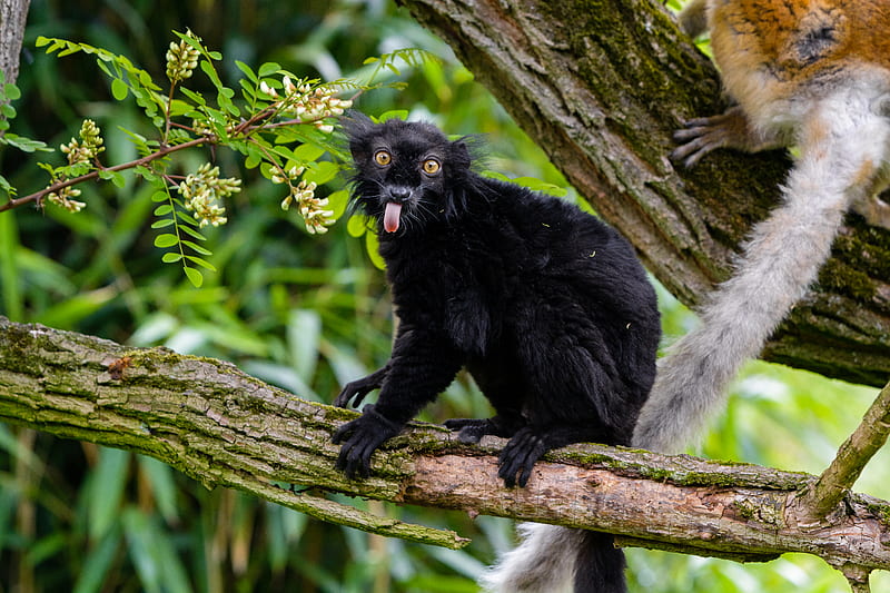 lemur, protruding tongue, funny, black, wilderness, HD wallpaper