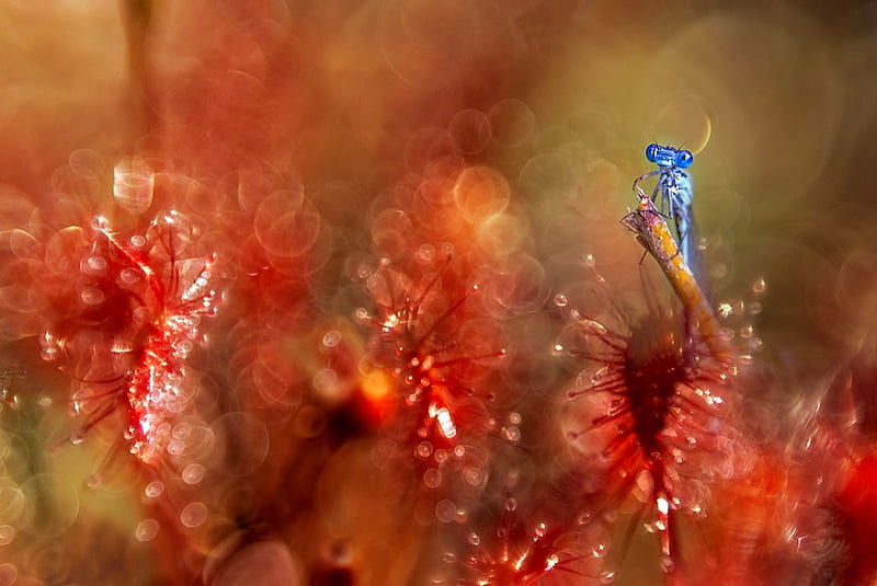 Dragon Fly on Dew Drenched Flowers, dragon fly, red, blue, album, HD wallpaper