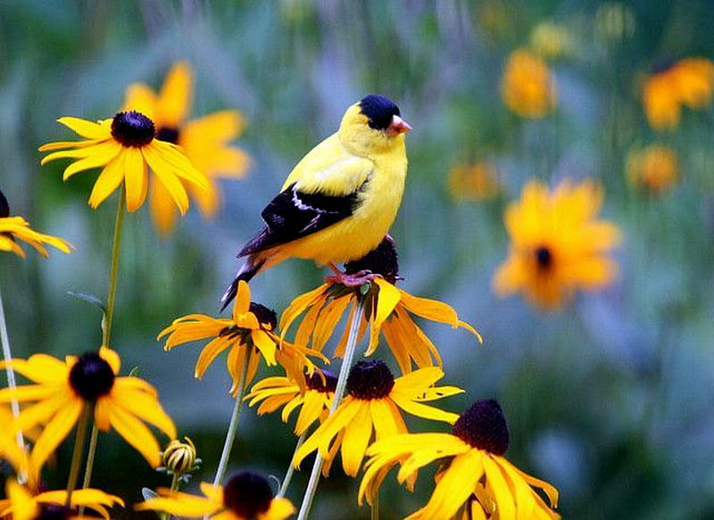 Gold Finch And Black Eyed Susan, Eyed, Finch, Gold, Black, Flowers, Susan, HD wallpaper