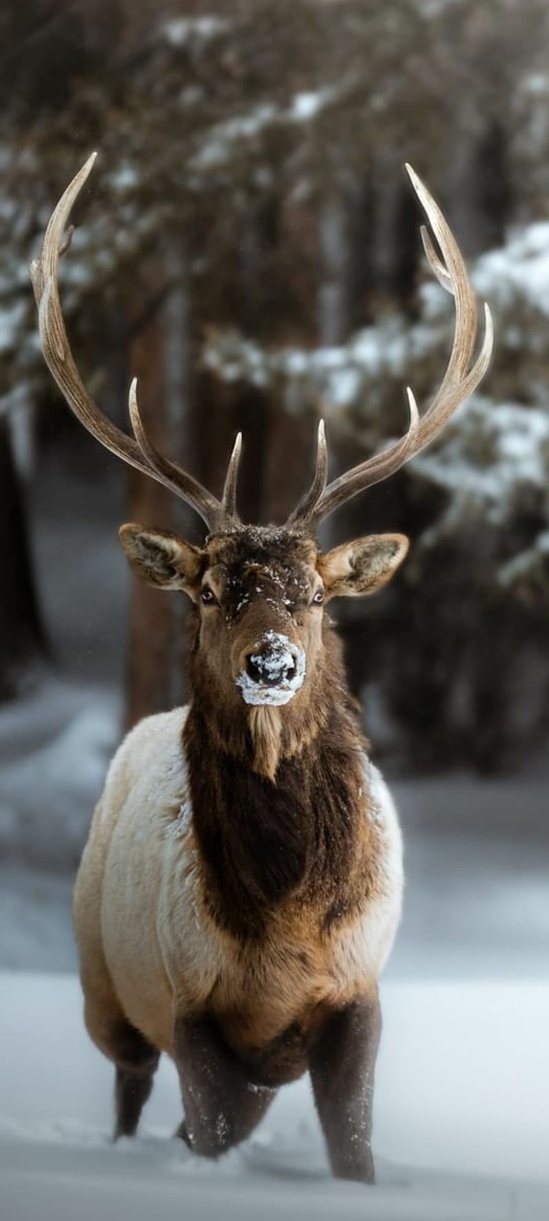 Deer in Snow, animal, buck, HD phone wallpaper