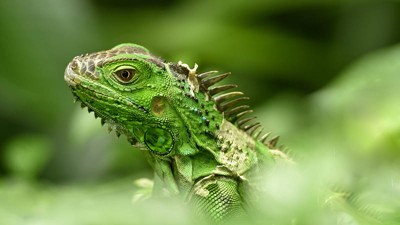 Iguana, green, animal, reptile, HD wallpaper