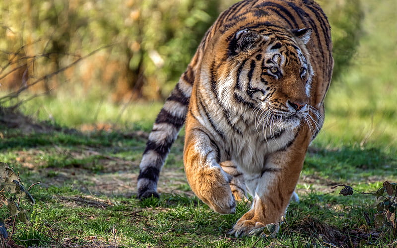 tiger, wildcat, predator, beautiful tiger, wildlife, tigers, HD wallpaper
