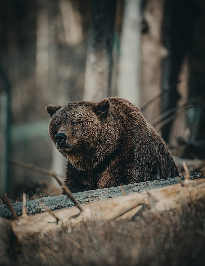 brown bear on brown wooden log during daytime, HD phone wallpaper