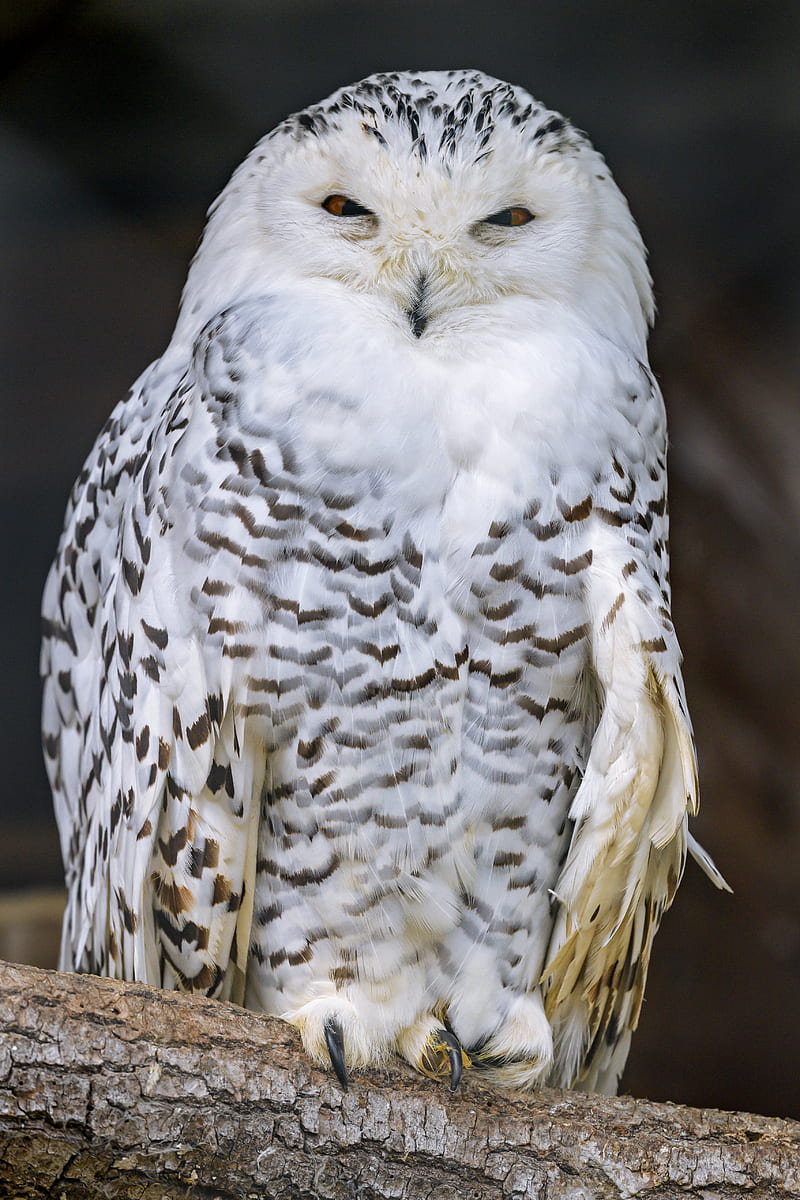 snowy owl, owl, bird, white, HD phone wallpaper