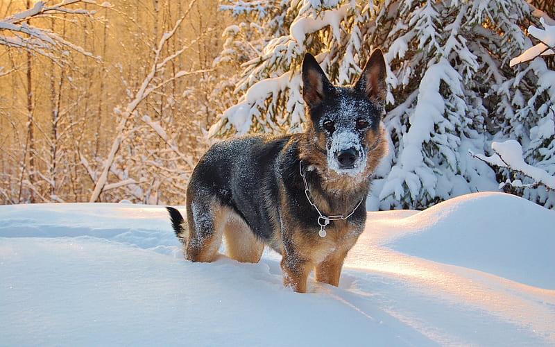 German Shepherd, puppy, pets, winter, snow, dogs, HD wallpaper