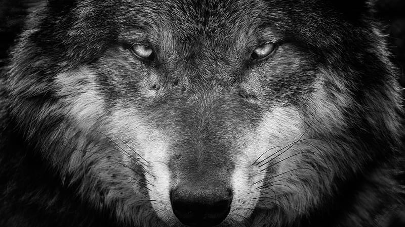 Animal Wolf Black and White Closeup 5 Animals, HD wallpaper