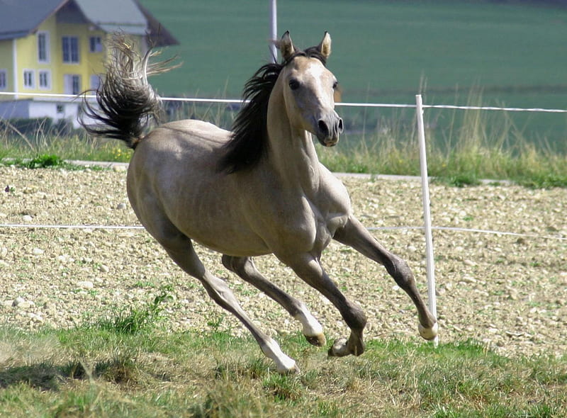 Galloping Gray Arabian, nature, gray horses, horses running, arabians, HD wallpaper