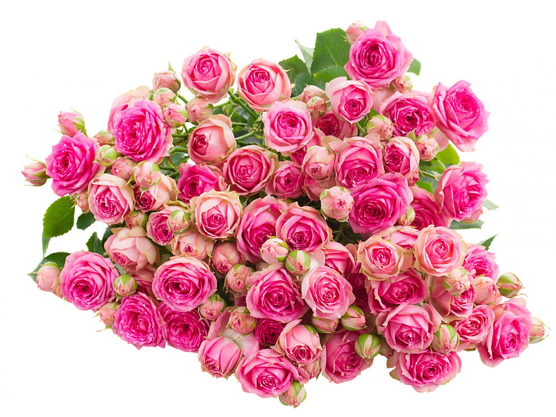 Pink Roses, flowers, roses, bouquet, pink, HD wallpaper