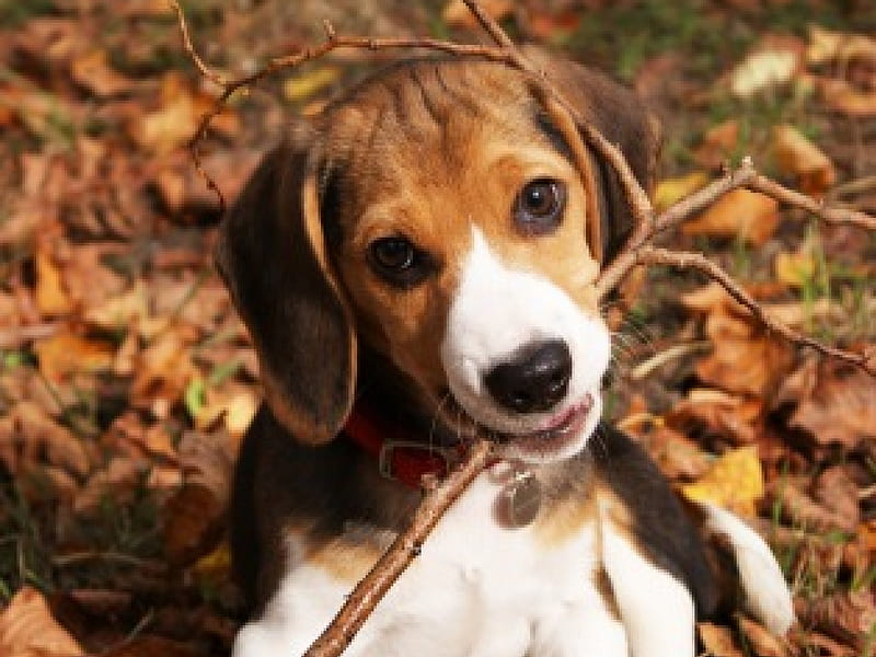 Autumn Beagel, doggie, nose, brown, orange, floppy ears, beagel, dark brown, canine, play, leaf, dead leaf, leaves, stick, white, puppy, dog, HD wallpaper
