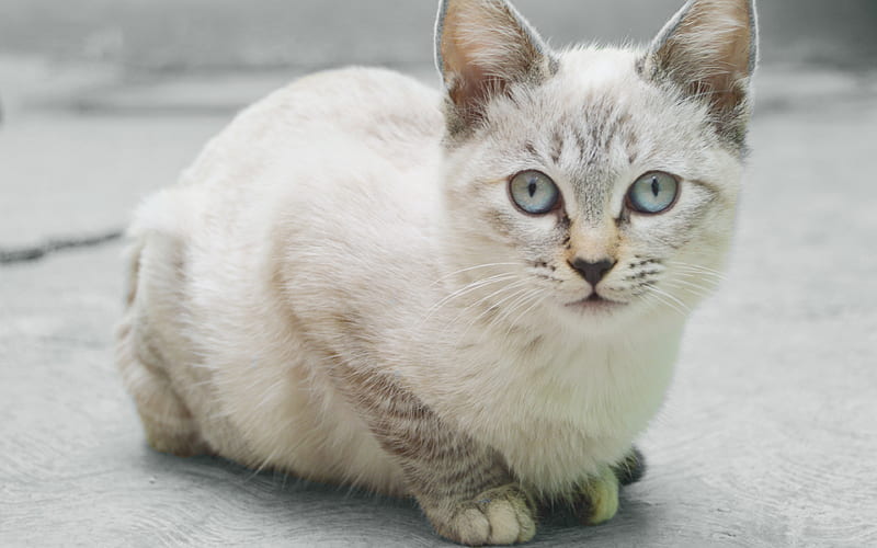 American Shorthair Cat, white cat, pets, cute animals, cats, American Shorthair, HD wallpaper
