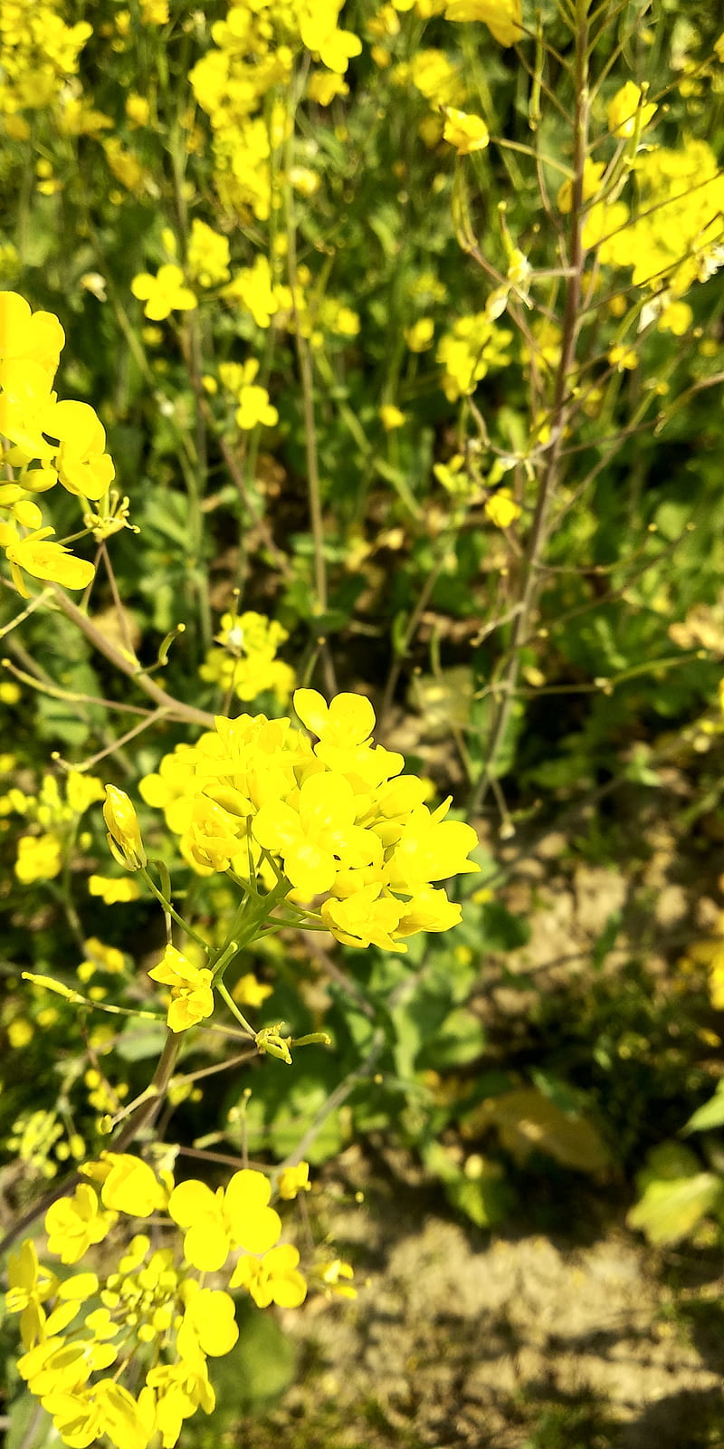 Mustard plant, nature, graphy, yellow, HD phone wallpaper