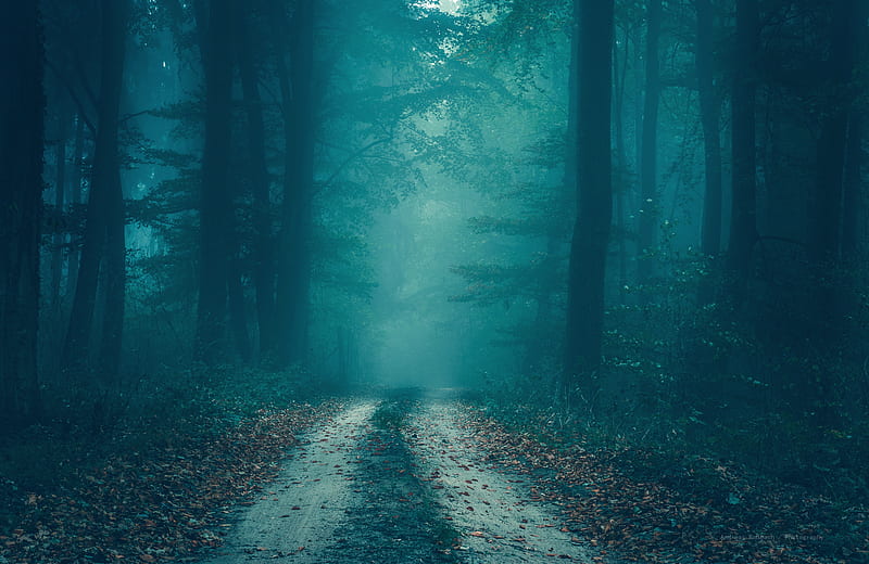 Man Made, Road, Fall, Fog, Forest, Tree, Twilight, HD wallpaper