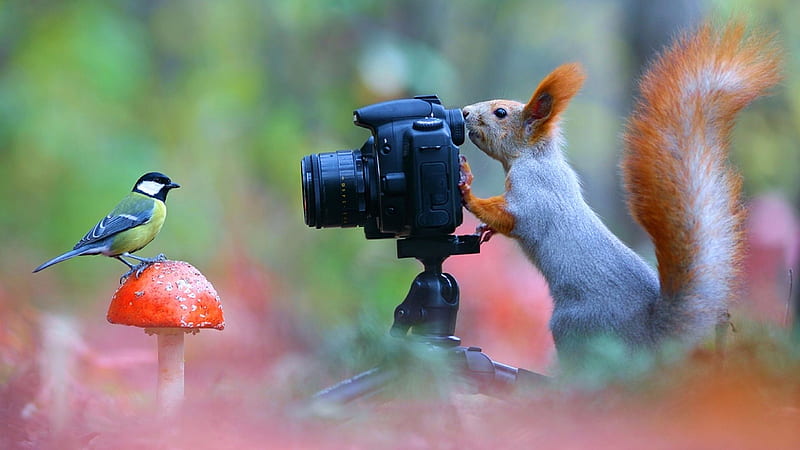 A Bit More Friendly, Please..., squirrel, chickadee, mushroom, camera, funny, artwork, HD wallpaper