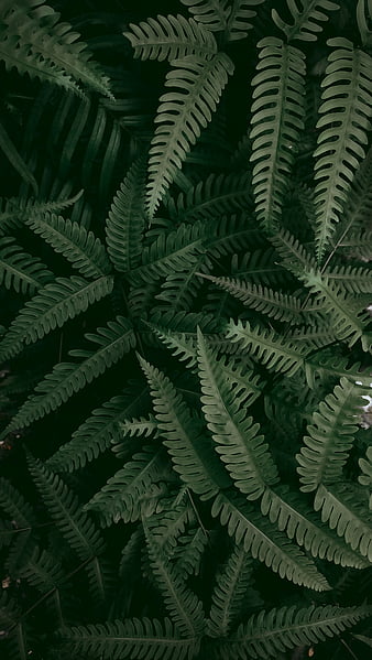 Green Fern HD Wallpaper for Android