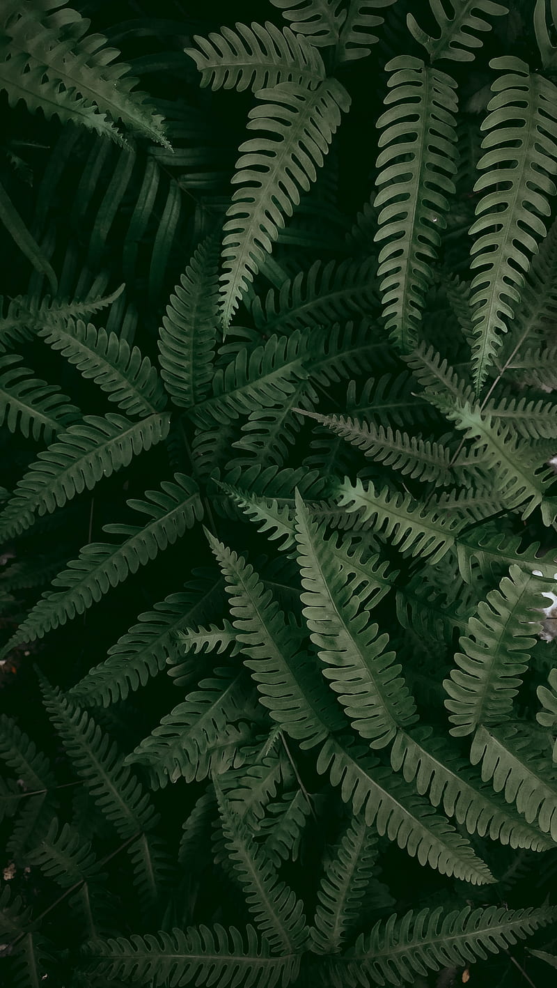fern, plant, macro, leaves, green, HD phone wallpaper