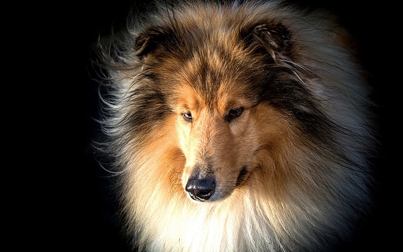 Collie, big furry dog, pets, dogs, HD wallpaper