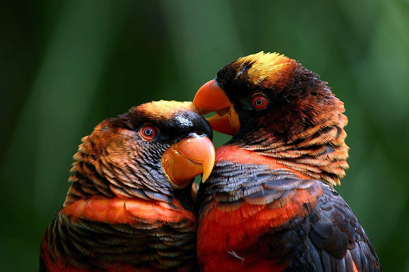 Pseudeos-fuscata-dusky-lory, bird, birds, colors, parrot, macaw, animals, couple, HD wallpaper