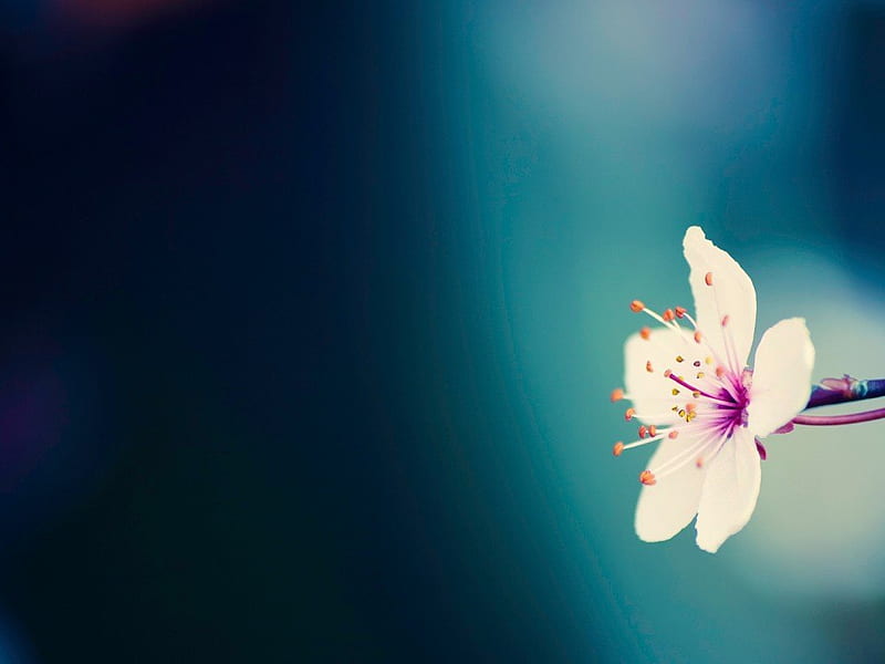 Single flower, flower, petal, abstract, blue, HD wallpaper
