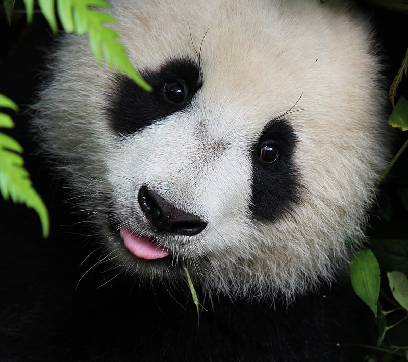 Panda 1, animals, cute, HD wallpaper | Peakpx