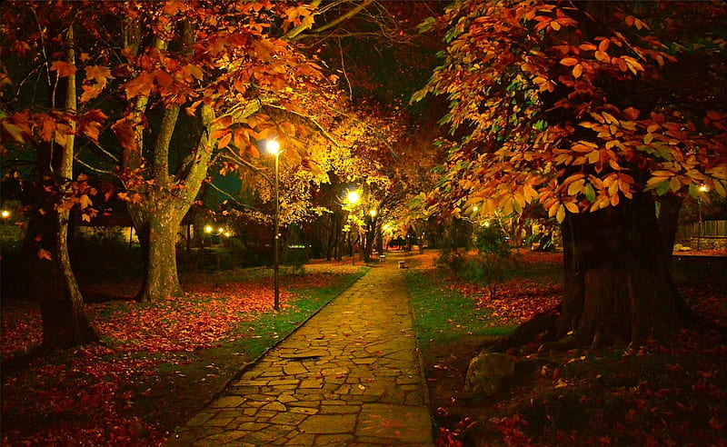 Autumn Night, Path, Trees, Park, Foliage, Lights, HD wallpaper