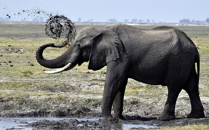 Elephant Spraying Water, water, elephant, wildlife, animals, tusk, HD wallpaper