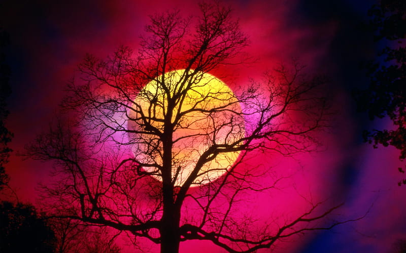 Pink Sunset, red, sun, colourful, bonito, sunset, sky, phenomenal, tree,  moon, HD wallpaper | Peakpx