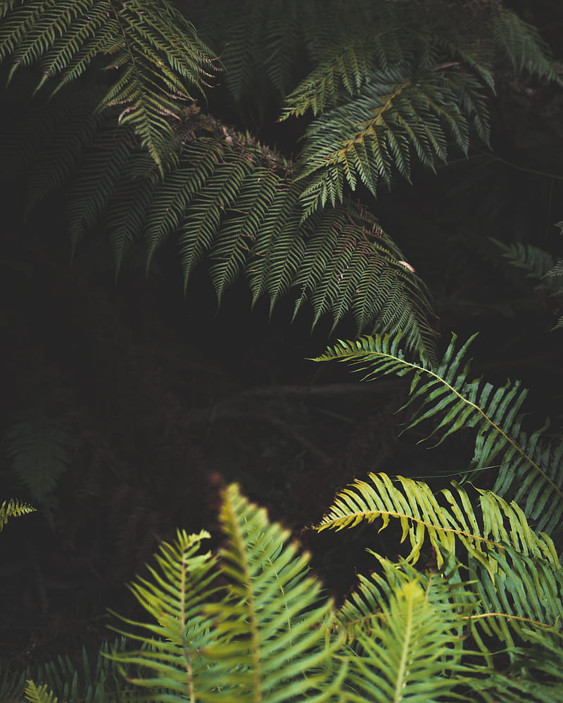 fern, leaves, plant, green, nature, HD phone wallpaper
