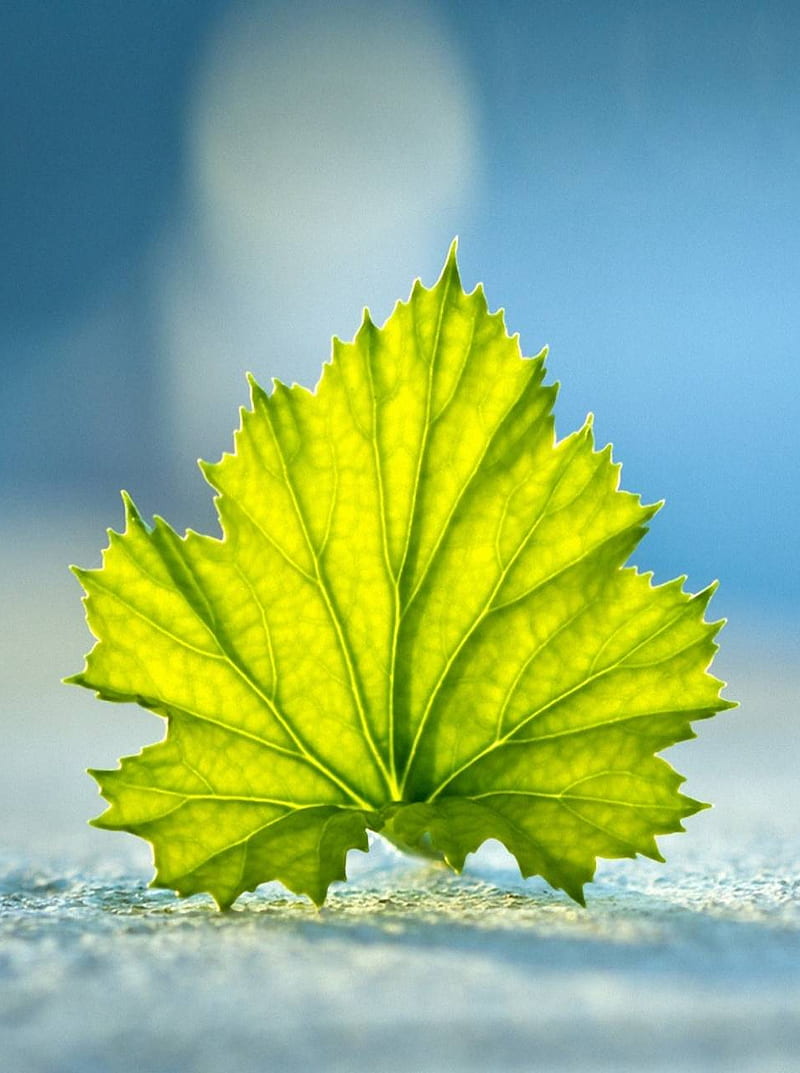 simple leaflet, contrast, flora, green, leaf, nature, white, HD phone wallpaper