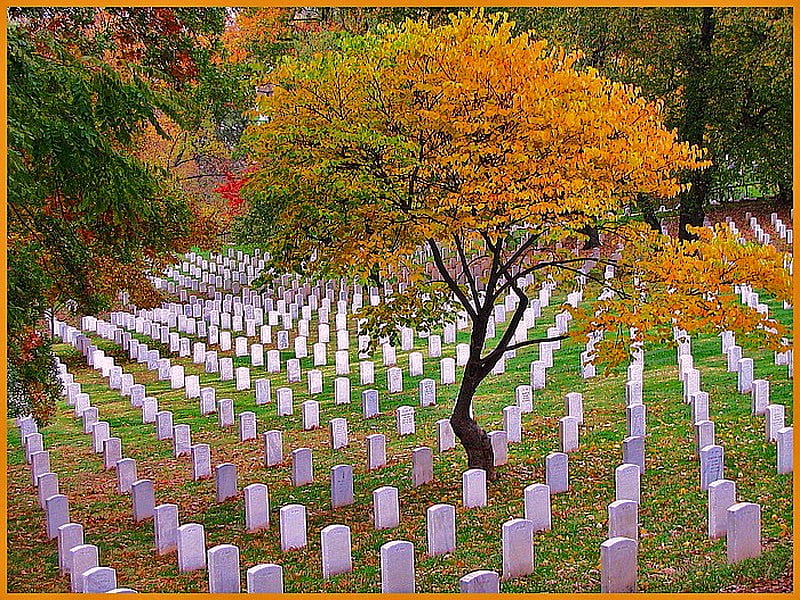Some things change - some don't, autumn, tree, gold, green, orange, headstones, arlington cemetery, HD wallpaper