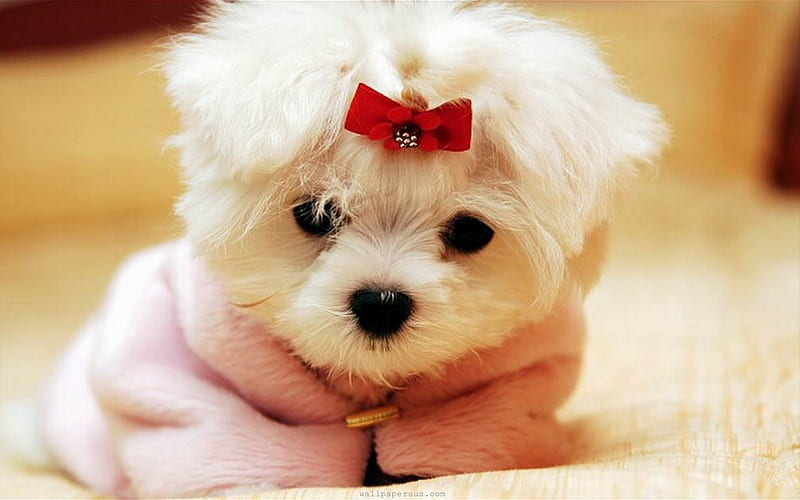 Maltese, puppy, cute animals, white dog, red bow, pets, dogs, Maltese dog, HD wallpaper