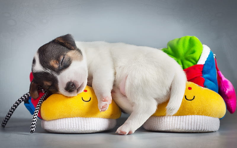 Beagle, sleeping puppy, cute dog, pets, small Beagle, dogs, cute animals, Beagle Dog, HD wallpaper