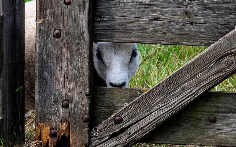 Sheep, animal, fence, mammal, HD wallpaper