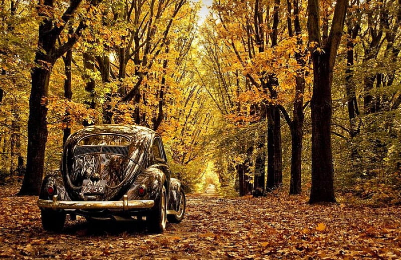old timer, autumn, car, in fall alley, nature, trees, HD wallpaper