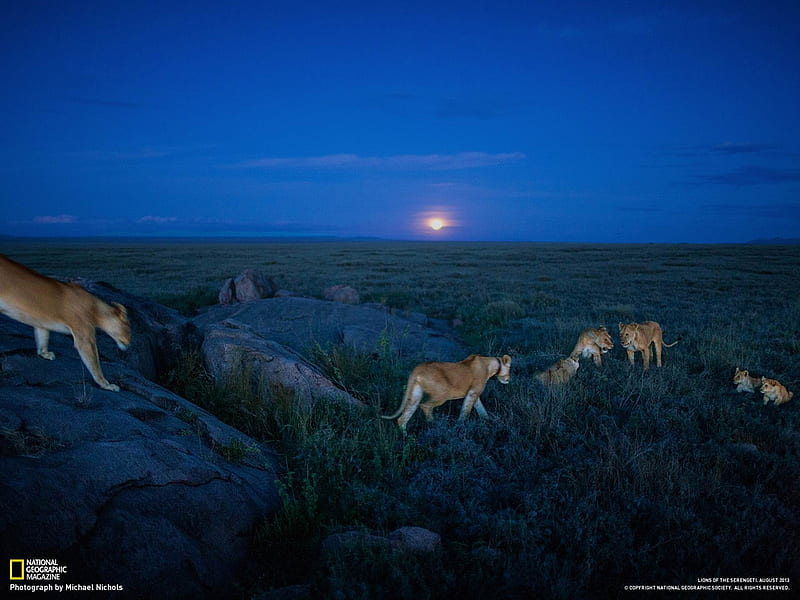 Lions Serengeti-National Geographic, HD wallpaper